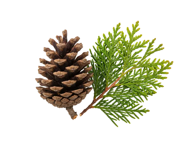 Pinecone and Cypress Branch