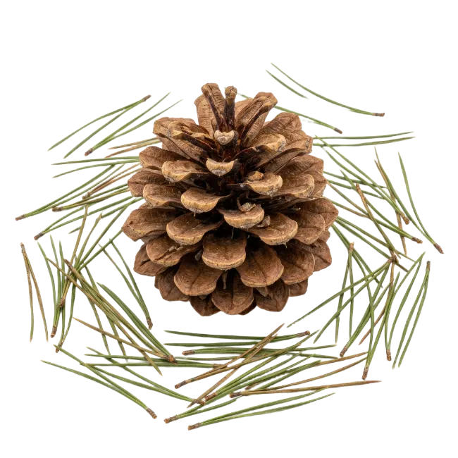 Pinecone and Pine Needles