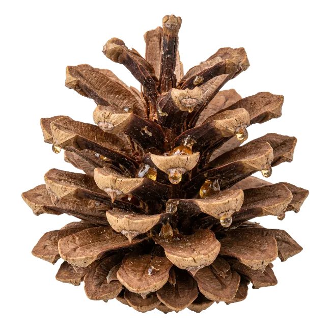 Pinecone with Resin Drops