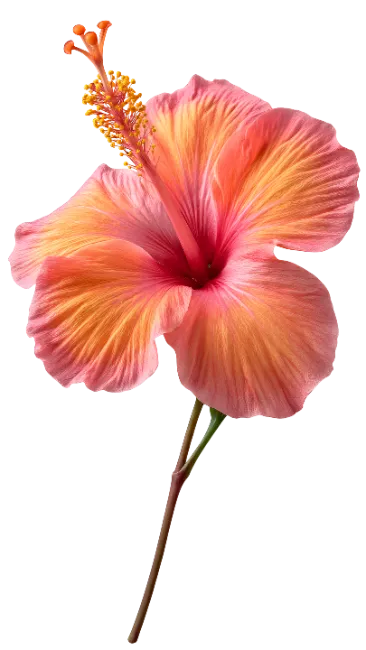 Pink and Orange Hibiscus Flower with Stem
