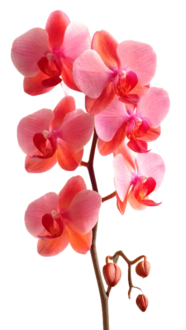 Pink and Orange Orchid Flower Stem