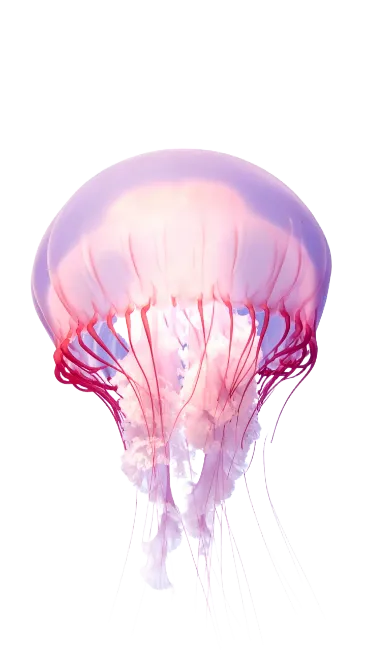 Pink and Purple Jellyfish Marine Animal