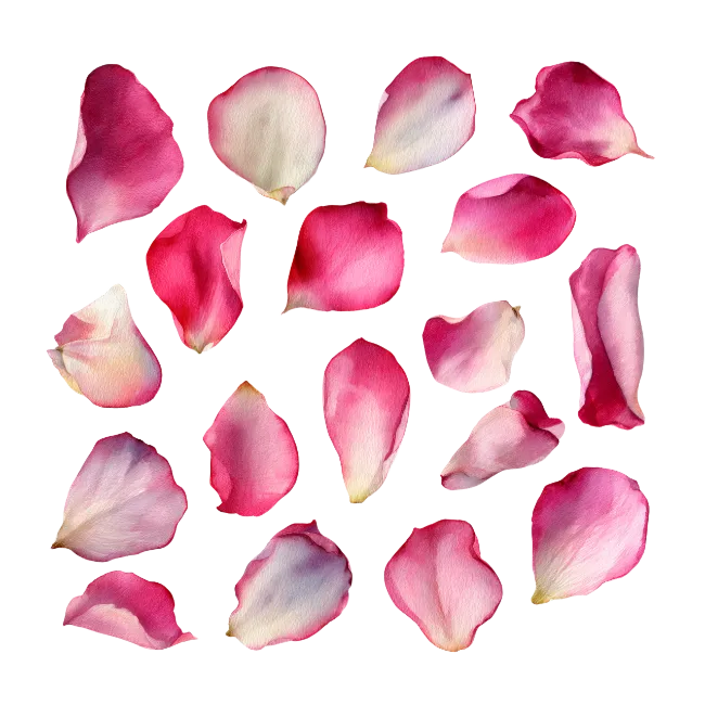 Pink and White Rose Petals Collection