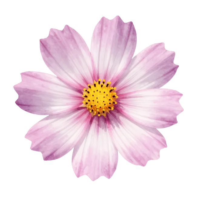 Pink Cosmos Flower