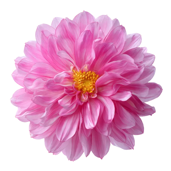 Pink Dahlia Flower Blossom