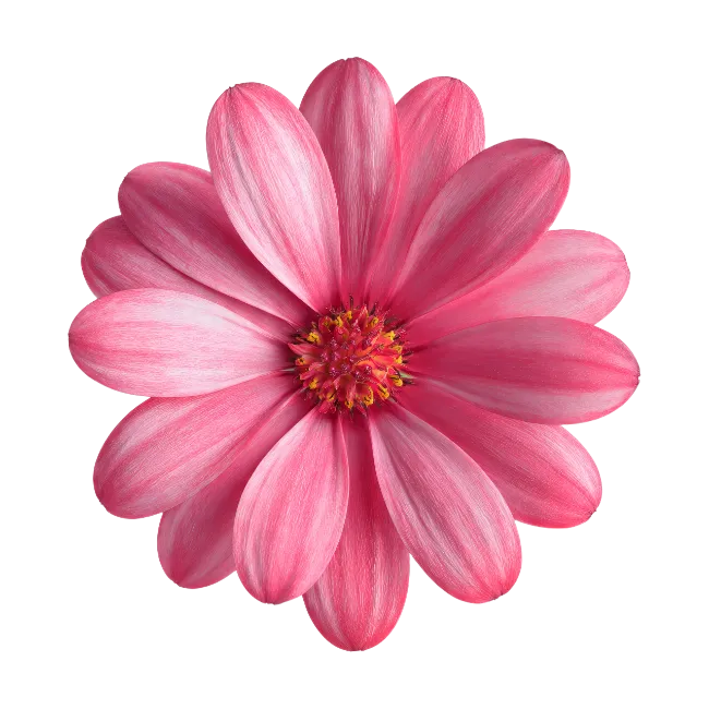 Pink Daisy Flower Blossom