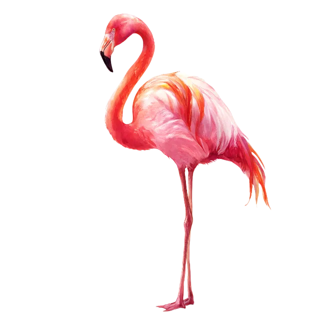 Pink Flamingo Bird Illustration