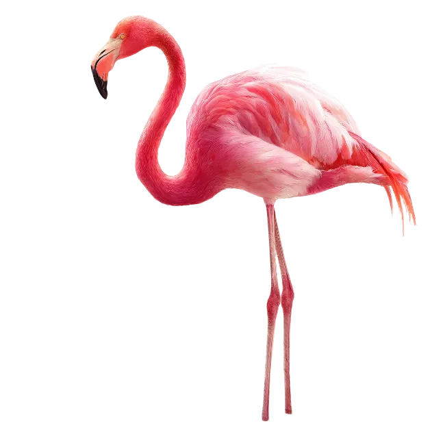 Pink Flamingo Bird Standing