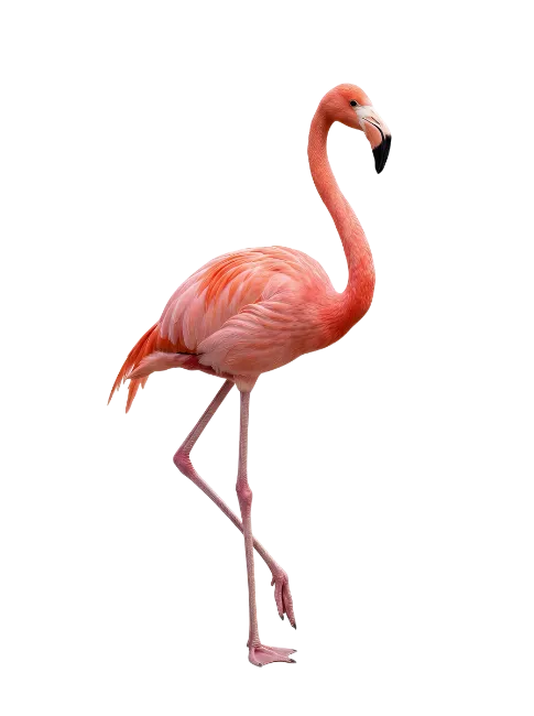 Pink flamingo bird standing on one leg