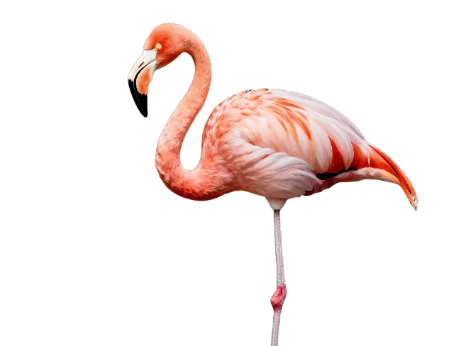 Pink Flamingo Standing on One Leg