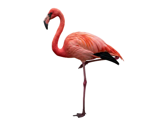Pink Flamingo Standing on One Leg