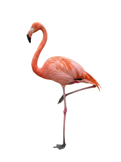 Pink Flamingo Standing on One Leg
