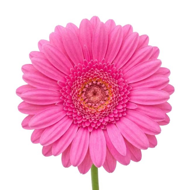Pink Gerbera Daisy Flower