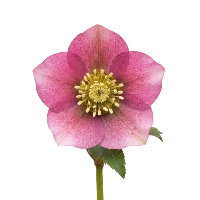 Pink Hellebore Flower with Green Stem