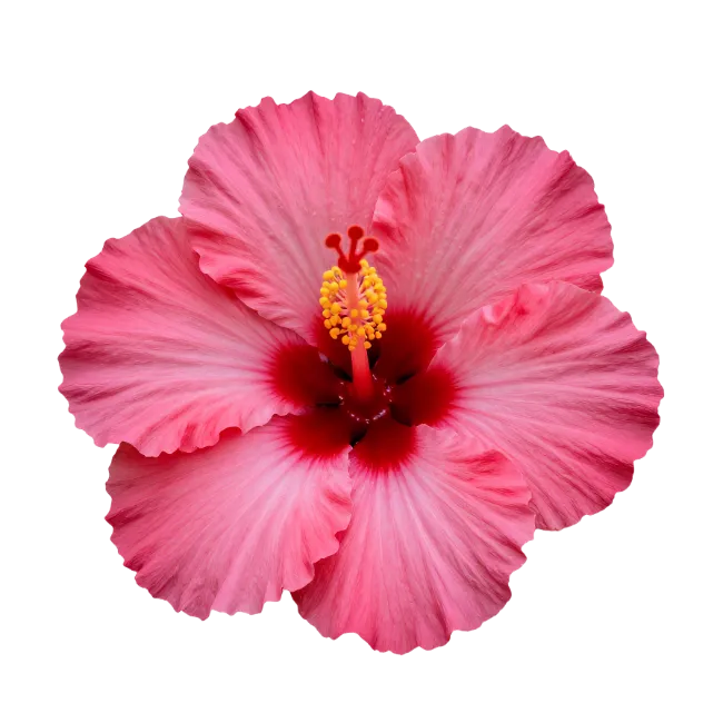 Pink Hibiscus Flower Blossom