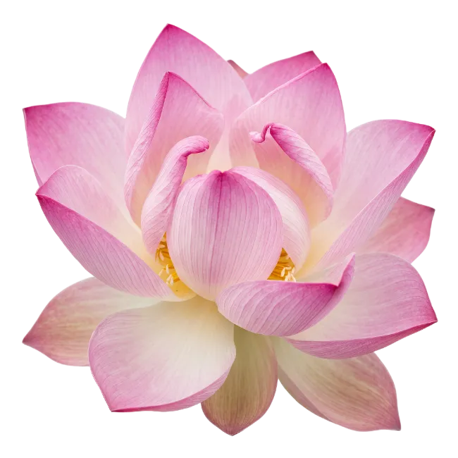 Pink Lotus Flower Bloom