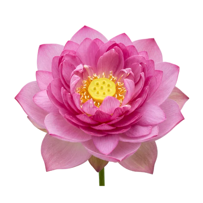 Pink Lotus Flower Bloom