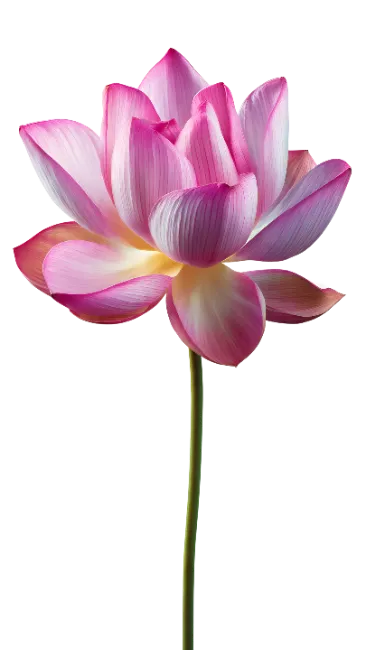 Pink Lotus Flower on Stem
