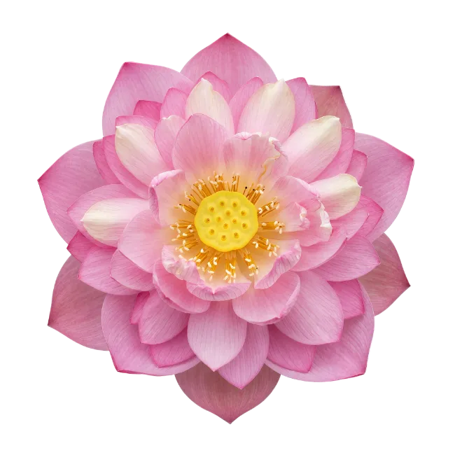 Pink Lotus Flower Top View