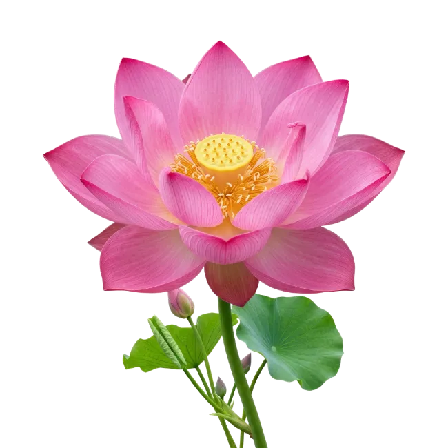 Pink Lotus Flower with Green Leaf