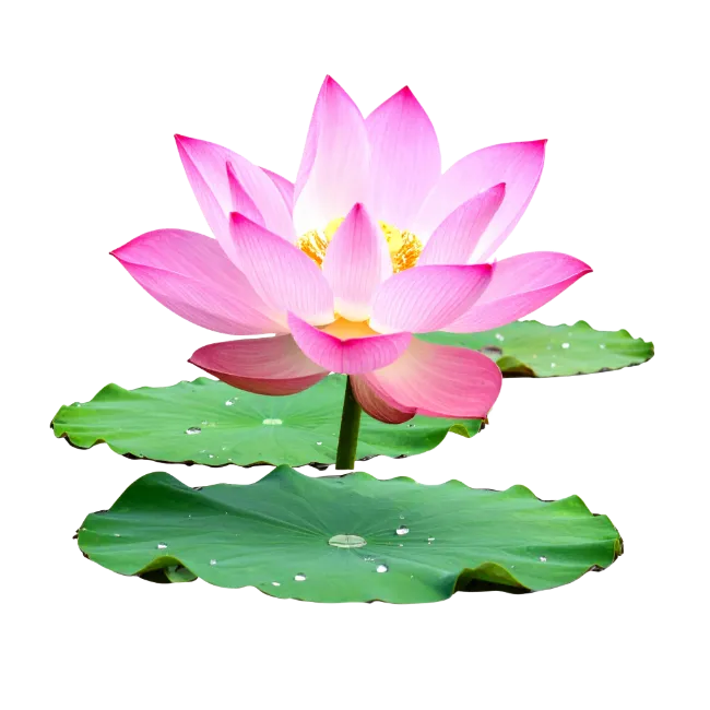 Pink Lotus Flower with Lily Pads