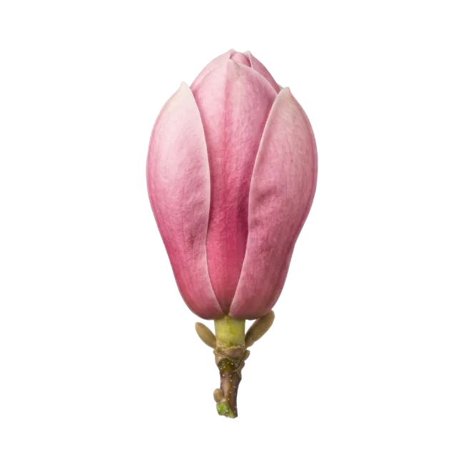 Pink Magnolia Flower Bud