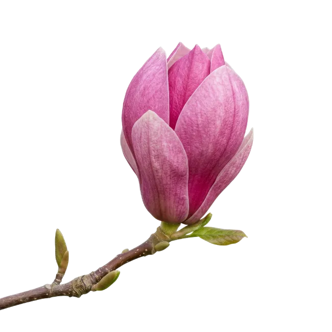 Pink Magnolia Flower Bud on Branch