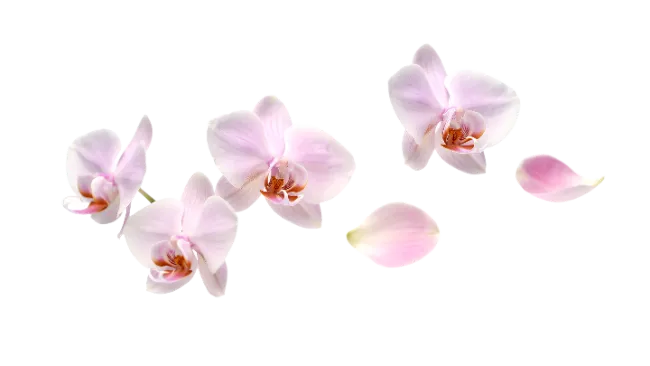 Pink Orchid Flowers and Petals