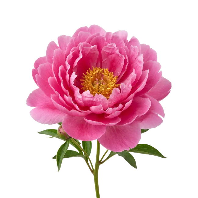 Pink Peony Flower Blossom