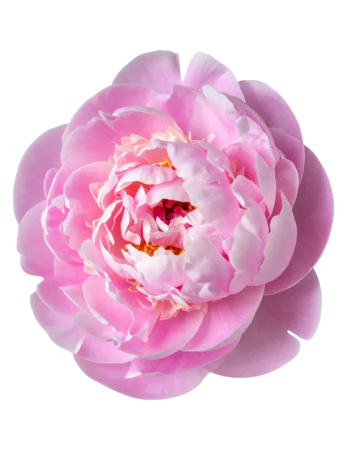 Pink Peony Flower Blossom Isolated