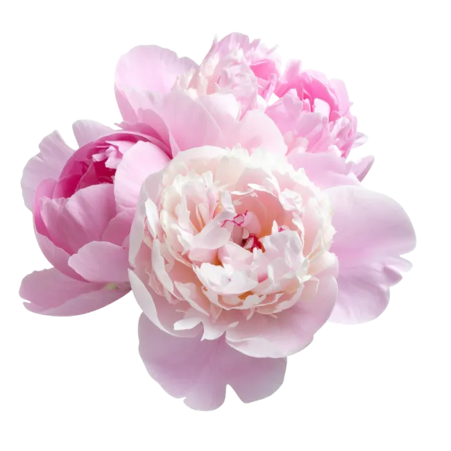 Pink Peony Flower Bouquet