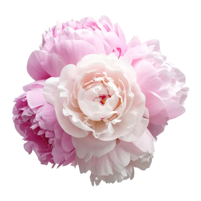 Pink Peony Flower Bouquet Arrangement