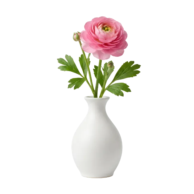 Pink Ranunculus Flower in White Vase
