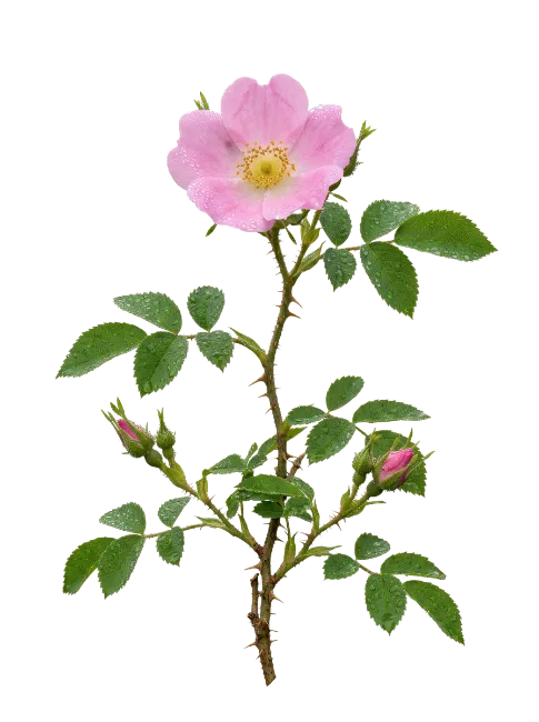 Pink Rose Branch with Dew Drops