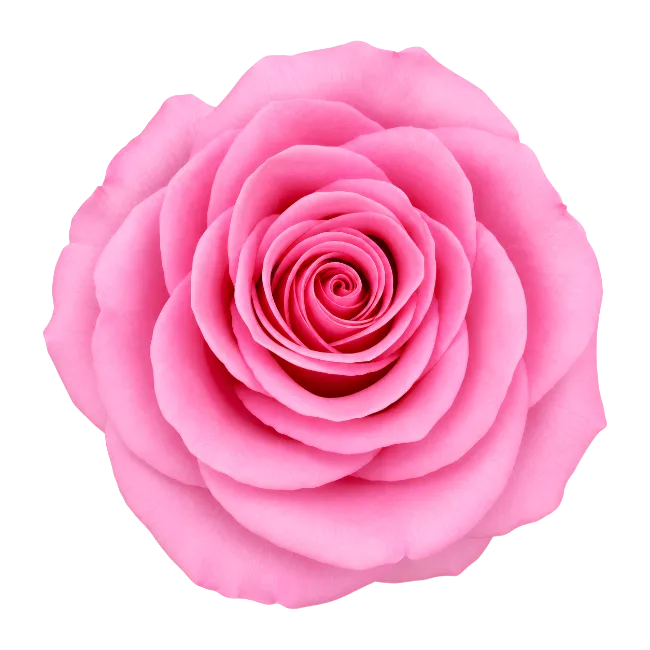 Pink Rose Flower Head Top View