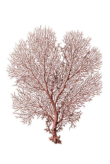 Pink Sea Fan Coral Specimen
