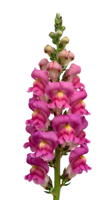 Pink Snapdragon Flower Spike