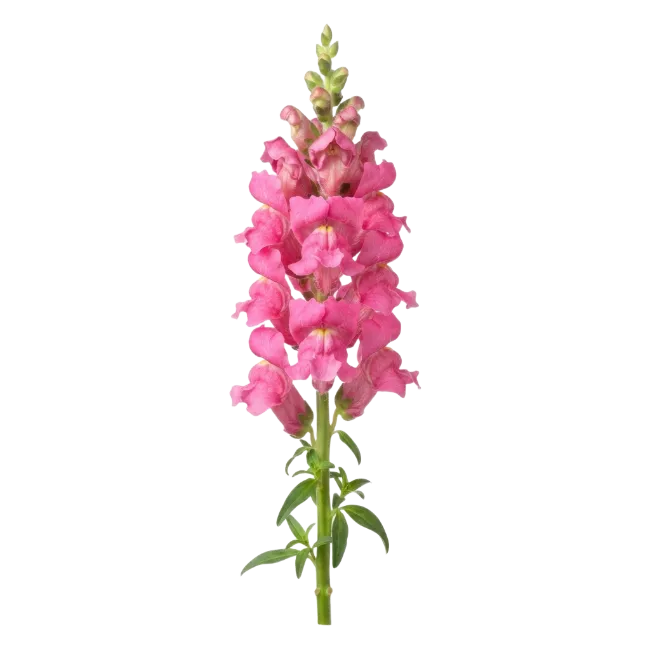Pink Snapdragon Flower Spike