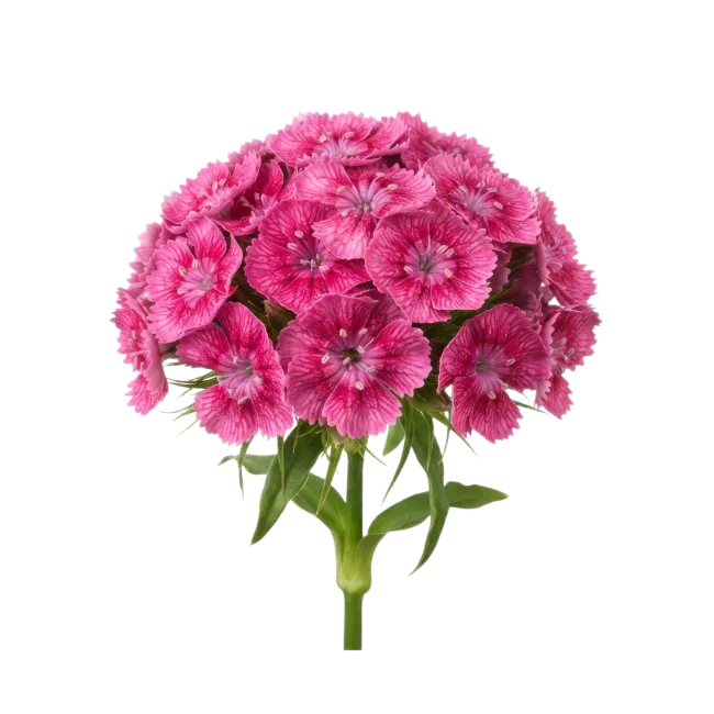Pink Sweet William Flower Cluster