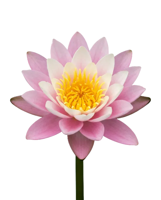 Pink Water Lily Flower