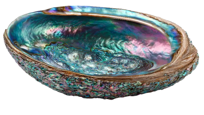 Polished Abalone Shell With Iridescent Colors