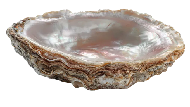 Polished Mother of Pearl Oyster Shell