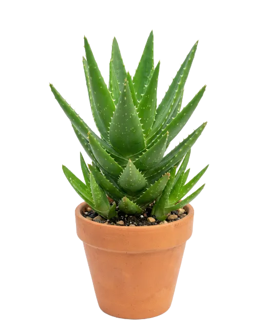 Potted Aloe Vera Succulent Plant