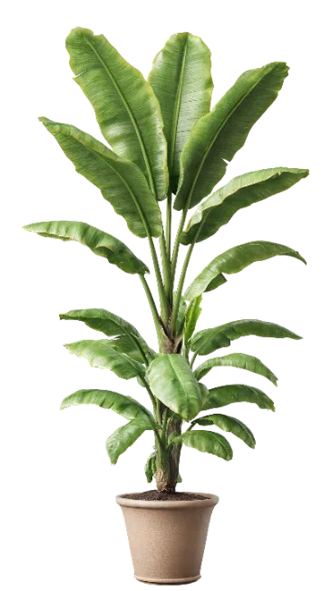 Potted Banana Plant with Large Green Leaves