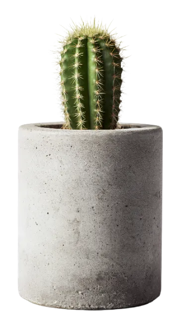 Potted Cactus in Concrete Planter
