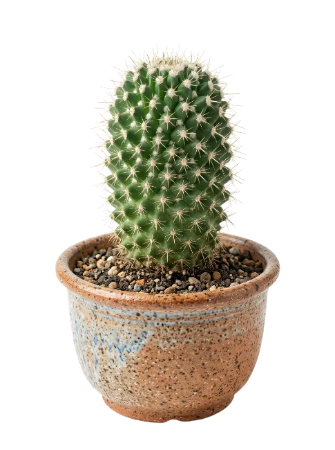 Potted Cactus Plant in Ceramic Pot