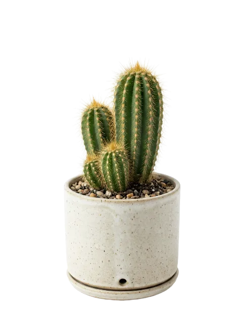 Potted Cactus Plant with Multiple Stems