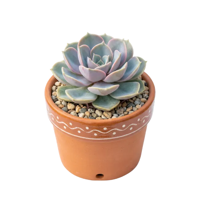 Potted Echeveria Succulent Plant