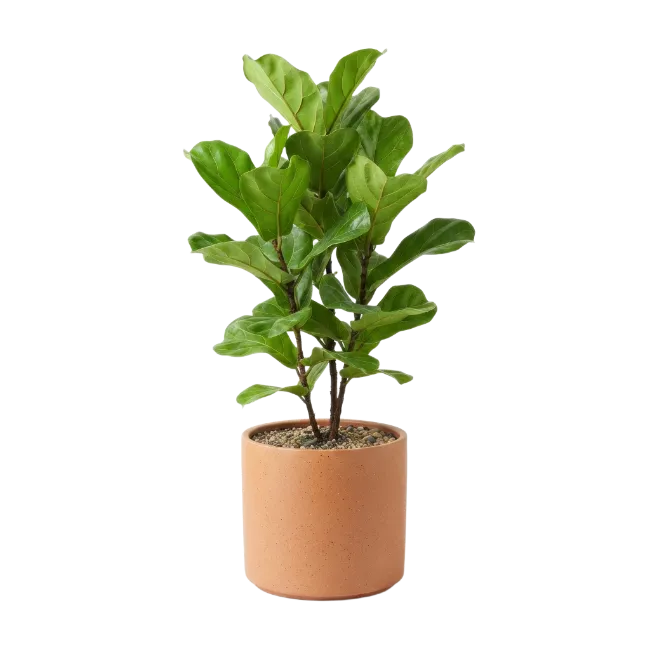 Potted Fiddle Leaf Fig Plant