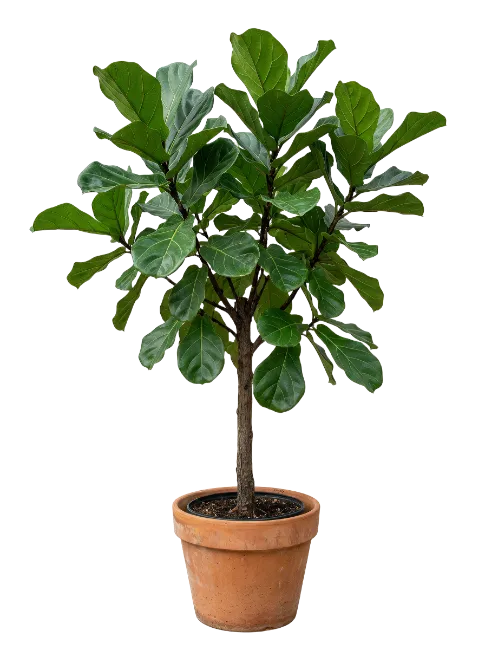 Potted Fiddle Leaf Fig Tree